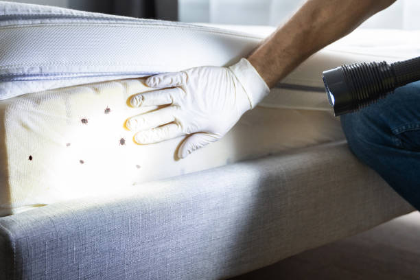 Best Best Pest Control Companies  in Wickenburg, AZ