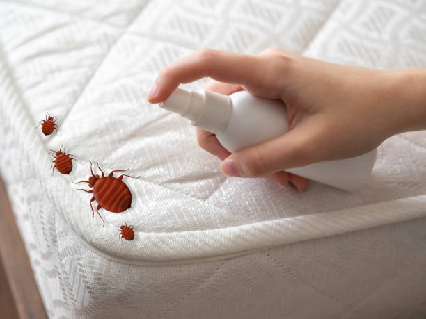 Best Pest Removal Services  in Wickenburg, AZ