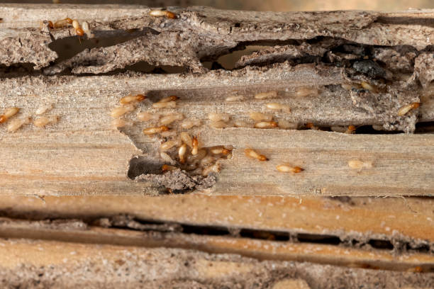 Best Wildlife Control Services  in Wickenburg, AZ