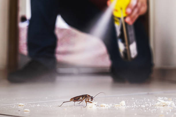 Best Termite Control Services  in Wickenburg, AZ
