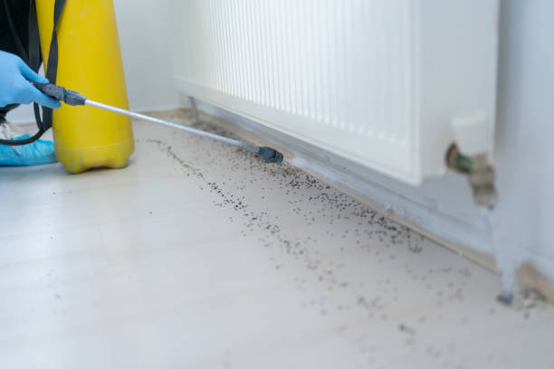 Professional Pest Control in Wickenburg, AZ
